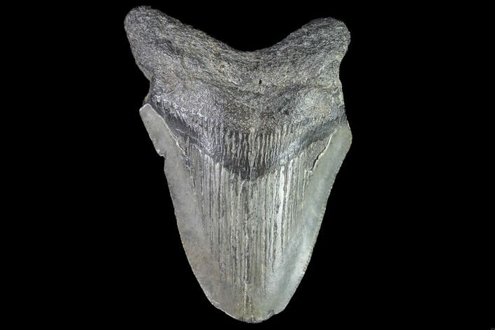 Partial, Fossil Megalodon Tooth #89002